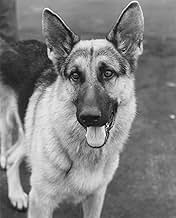 Famous quotes from Hollywood movie : K-9 (1989)