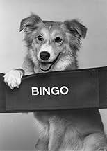 Famous quotes from Hollywood movie : Bingo (1991)